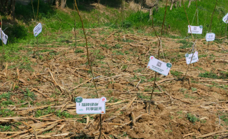 冠航機(jī)械開展“草長鶯飛日、植樹增綠時(shí)”主題活動